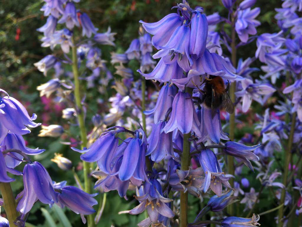 Bluebells Blüte Großbritannien
