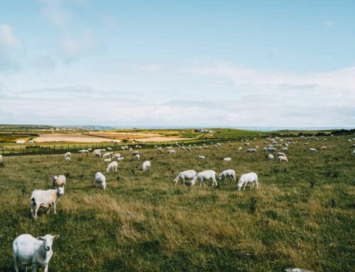 Meine liebsten Großbritannien-Blogs für England, Schottland & Wales