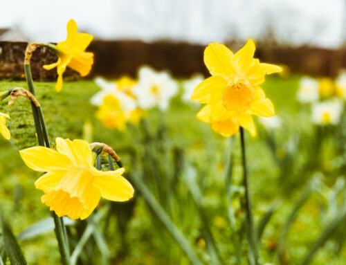 St. David’s Day in Wales: So feiern die Waliser ihren Nationalfeiertag